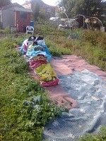 /album/cherrytree-allotment/soft-fruit-bed-before-jpg/